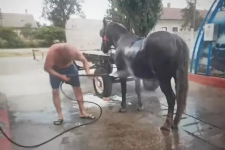 VIDEO. Duș rece la o spălătorie automată de maşini. Un bărbat și-a dus calul să se răcorească