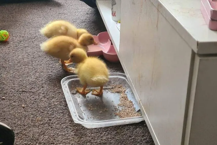 O femeie, surprinsă după ce ouăle de la supermarket au eclozat. S-a ales cu 3 pui de rață