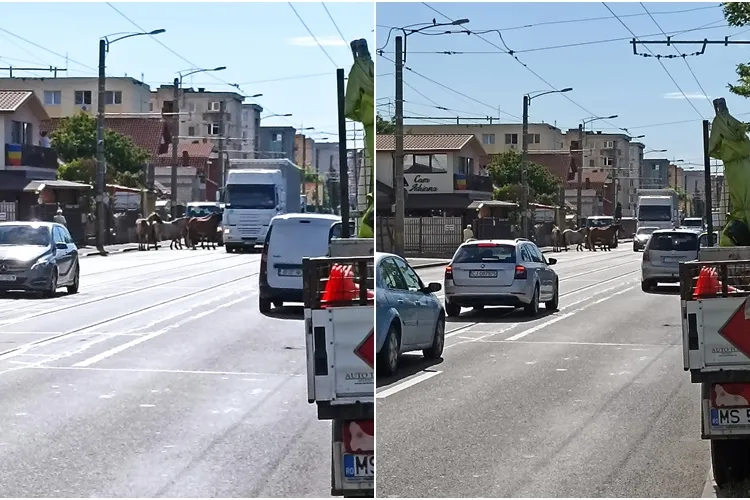 Cai liberi pe Bulevardul Muncii, printre mașini: ”Exact ca la München” - FOTO și VIDEO