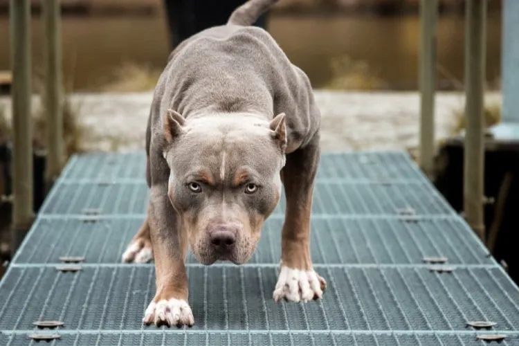 O femeie a fost ucisă de câinii de care avea grijă. Mama victimei: „I-am spus că trebuie să renunțe la a mai avea grijă de acești câini”