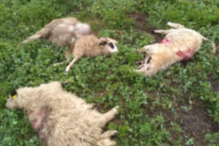 Atac al urșilor într-o localitate din Cluj! Au intrat în curtea oamenilor - FOTO   