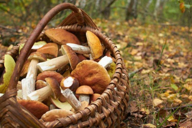 Cum putem deosebi ciupercile comestibile de cele otrăvitoare: Testul usturoiului, marele secret al străbunilor