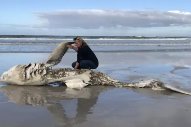 Marele mister al crimelor din ocean: Pe mai multe plaje din Africa de Sud apar rechini albi cu ficatul mâncat și cu inimile smulse