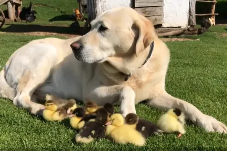 VIDEO - Un labrador, „tată” pentru 15 răţuşte abandonate de mamă. Imaginile cu părintele grijuliu au făcut înconjurul lumii