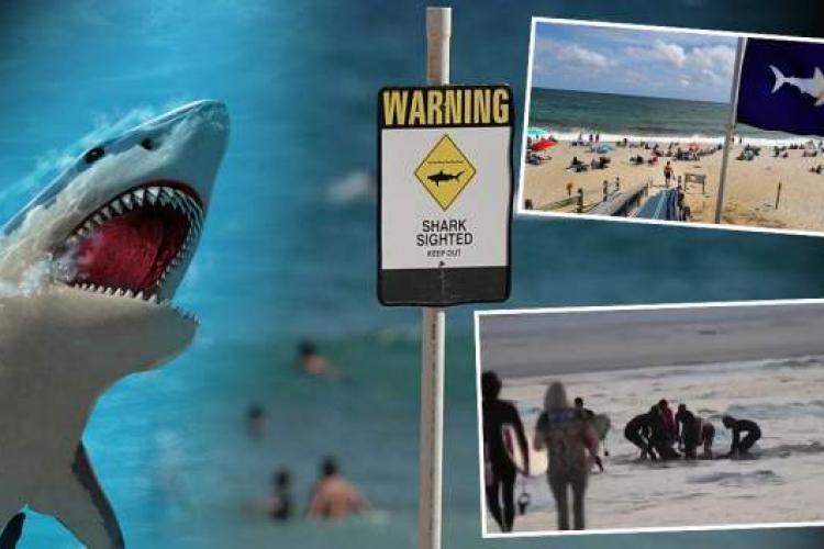 Mai multe plaje din Barcelona au fost închise din cauza rechinilor. Cel mai rapid exemplar din lume a fost văzut aproape de țărm 