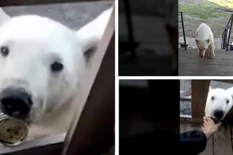 VIDEO - Un urs polar şi-a prins limba într-o conservă metalică şi „a cerut” disperat ajutorul oamenilor
