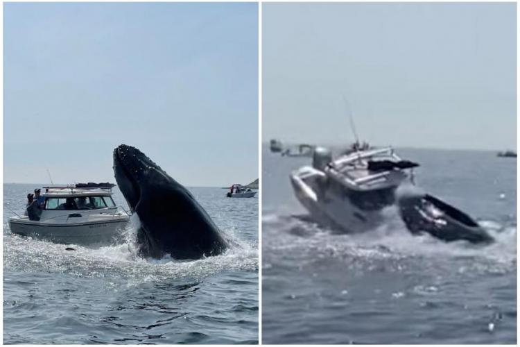 VIDEO - Imagini spectaculoase cu o balenă care sare din apă şi aterizează peste o barcă, sub privirile martorilor fascinaţi