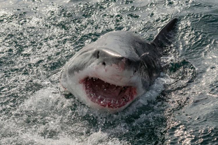 Ce a stat la baza recentelor atacuri ale rechinilor în Marea Roşie, care au ucis o turistă româncă. Raportul Comisiei de anchetă