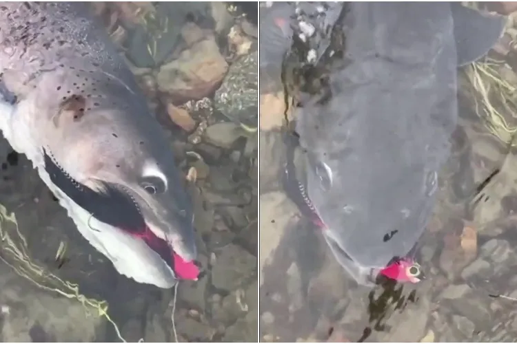 Un păstrăv impresionant a fost capturat în lacul Beliș de un pescar iscusit - FOTO