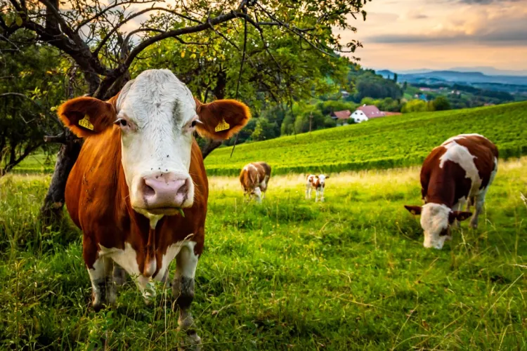 Brânza a ajuns să fie mai scumpă decât carnea. Ce soluții de scurtă durată au găsit fermierii: „Este 0 caloric”