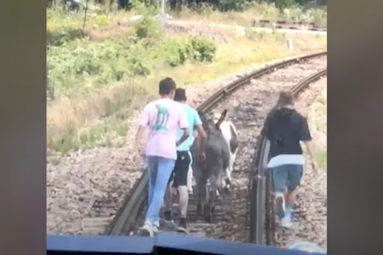 Trenul Cluj - Oradea, oprit de un măgar și doi ponei - VIDEO   