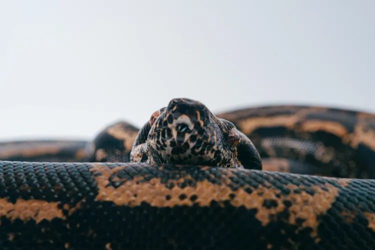 Un tânăr a murit după ce şarpele său de companie nu a mai fost docil. Reptila de 5 metri i s-a înfăşurat în jurul gâtului