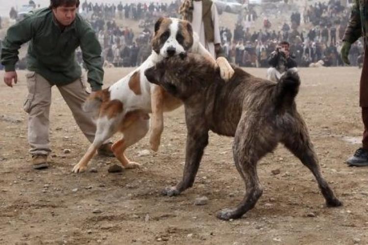 Un băiat din Bistrița-Năsăud își antrena câinii pentru a ataca alte animale, apoi posta imaginile pe rețelele de socializare