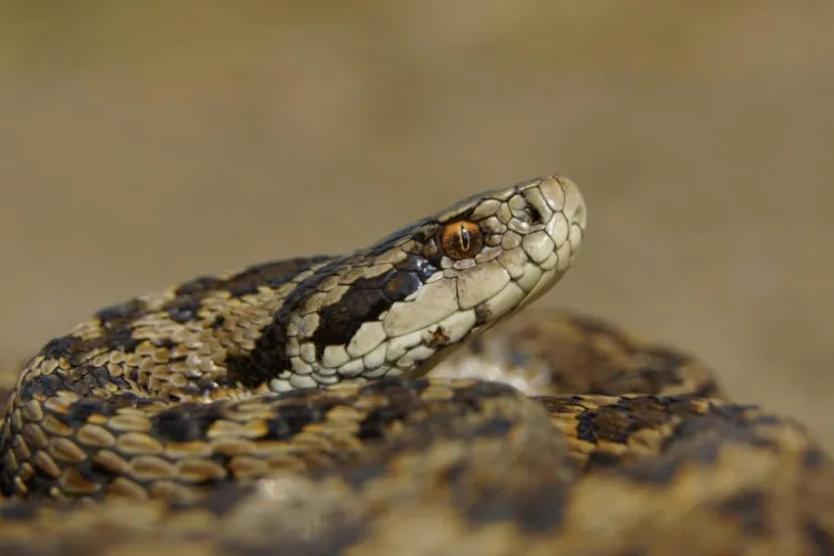 Ce se întâmplă atunci când ești mușcat de un șarpe veninos: „Nu e ca în desenele animate, să te zbaţi de două ori şi să mori!”