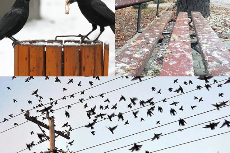 Clujenii, terorizați de ciorile ce-și duc veacul prin oraș. Ce face primăria pentru a rezolva problema păsărilor gălăgioase. „E plin Clujul de ciori”