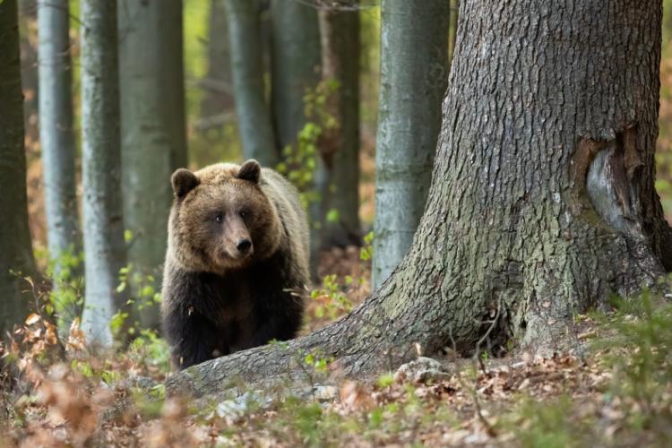 VIDEO - Reacţia hilară a unui urs atunci când se vede pentru prima oară într-o oglindă. Videoul a devenit viral pe internet 