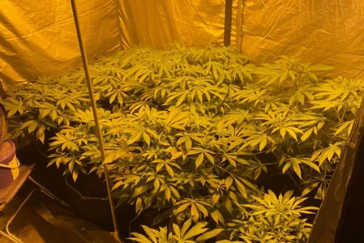 O femeie de 63 de ani, trimisă în judecată împreună cu fiul său. Cei doi sunt acuzați de trafic de droguri. Ce s-a găsit în casa lor