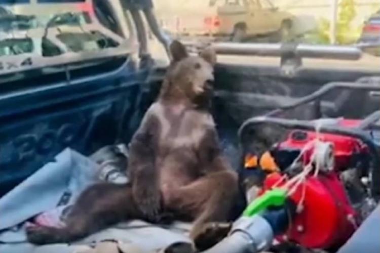 VIDEO. Un pui de urs brun a fost salvat după ce s-a intoxicat cu miere halucinogenă