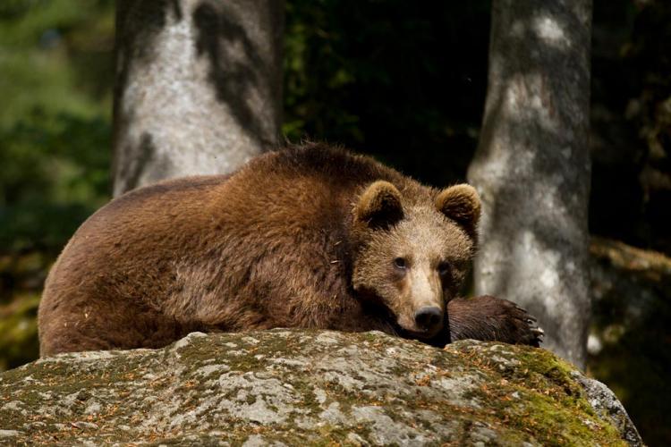 Cluj: Traseu turistic evacuat, după ce un urs a fost văzut la Muntele Băișorii