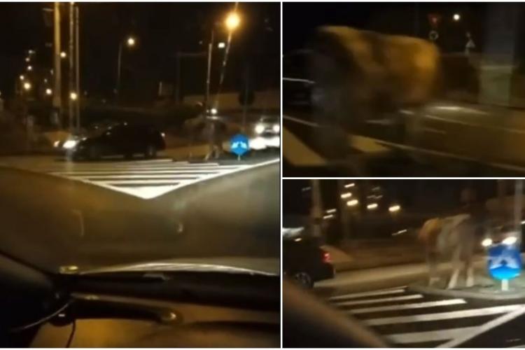 VIDEO. O vacă a fost văzută într-un sens giratoriu din Cluj-Napoca. Animalul păștea liniștit iarbă verde, fără să fie deranjat de maşini