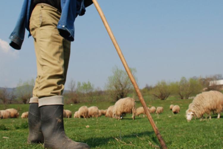 Român acuzat de terorism, prins deghizat în „cioban”, la o fermă de oi din Ungaria. Acesta se află în topul celor mai căutate persoane din Italia