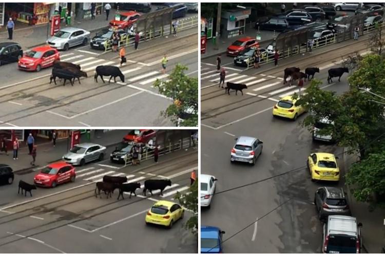 FOTO - Mașini, biciclete, pietoni și vaci în traficul din Iaşi. Animalele au ieșit la plimbare prin centrul orașului 