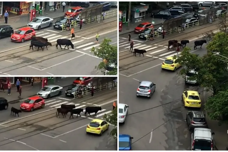 FOTO - Mașini, biciclete, pietoni și vaci în traficul din Iaşi. Animalele au ieșit la plimbare prin centrul orașului 
