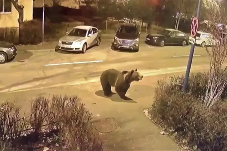 Urs pe o stradă din județul Cluj: Nu încercaţi sa va fotografiaţi cu acesta!