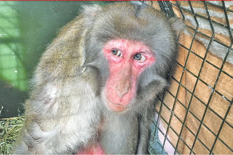 Mai multe maimuţe, otrăvite şi bătute, în Brazilia. Totul din cauza epidemiei de variola maimuței