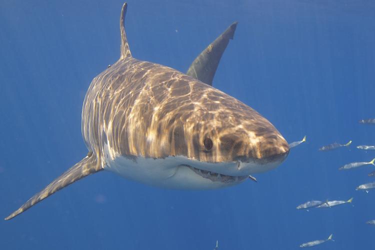 Mărturii șocante și din Grecia, unde turiștii au văzut un rechin uriaş: ”Nu am vrut să fiu următoarea lui masă”
