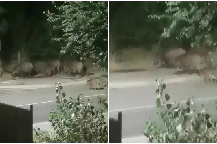 Turmă de mistreți, filmată la marginea cartierului Zorilor! Am făcut blocuri pe terenurile lor - VIDEO
