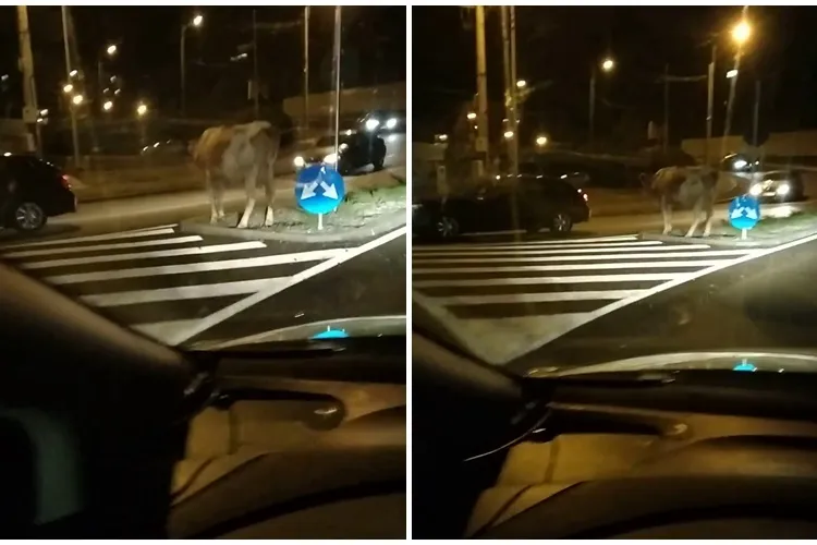 Văcuță abandonată și speriată în sensul giratoriu din Zorilor! ”Clujul este tot un sat, dar unul colorat” - VIDEO