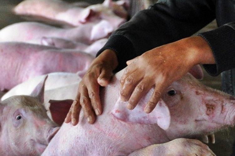Focar de pestă porcină africană, depistat în județul Cluj. Au fost luate măsuri de urgență 