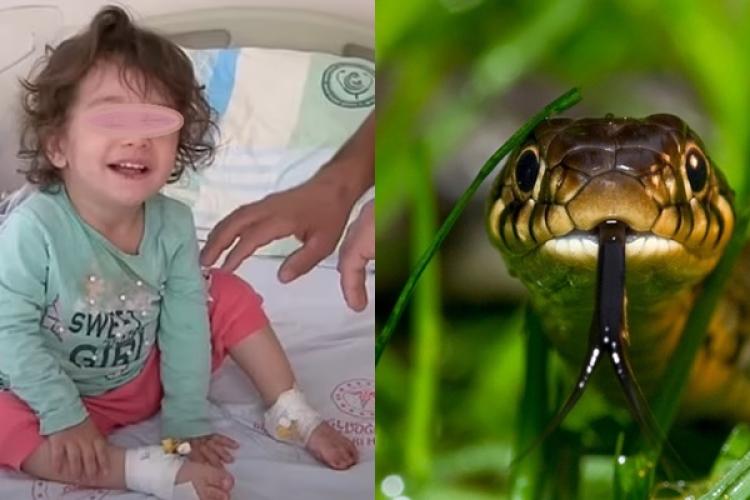 O fetiță de doi ani a ucis un șarpe care o atacase. Drept răzbunare că o mușcase, fetița și-a înfipt dinții în reptilă