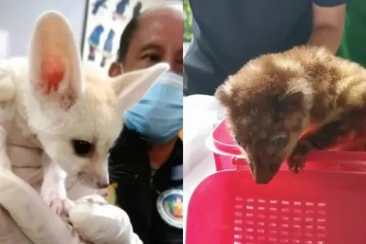 FOTO - Tânăr, prins cu 17 animale sălbatice vii în bagaje înainte de îmbarcarea în avion. Erau ascunse în coșuri de plastic