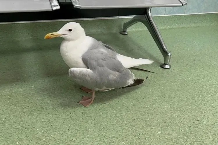 Misiune inedită. Pescăruș cu aripa fracturată, salvat după ce a căzut în Canalul Morii