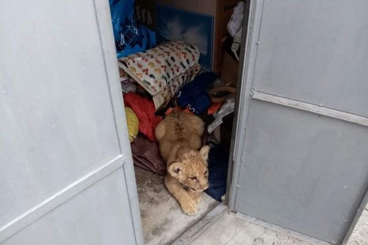 O altă zi în Suceava! Pui de leu găsit în garajul unui bărbat 