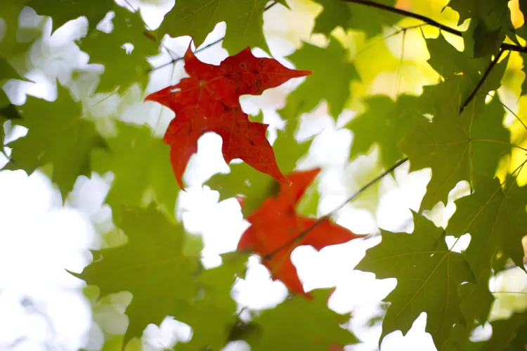 Finalul verii vine cu temperaturi mult mai mari decât normalul perioadei. Vezi prognoza meteo pentru 22 august - 19 septembrie