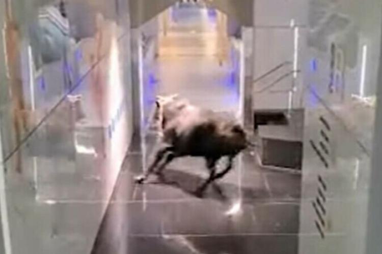 VIDEO - Imagini cu momentul în care un taur dă buzna într-o bancă. Angajații nu au știut cum să reacționeze
