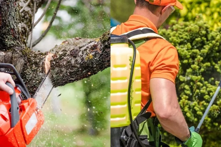 Care sunt cele mai potrivite tipuri de drujbe și unelte pentru grădina ta. „Fiecare unealtă își găsește utilitate într-un anumit scop”