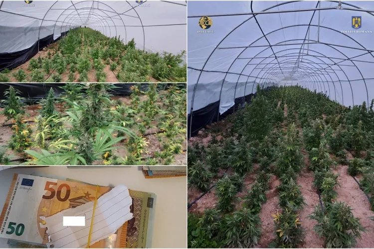 Cultură de canabis pe un teren de 6 hectare, în munți. Escobar de Ardeal a fost arestat - FOTO și VIDEO
