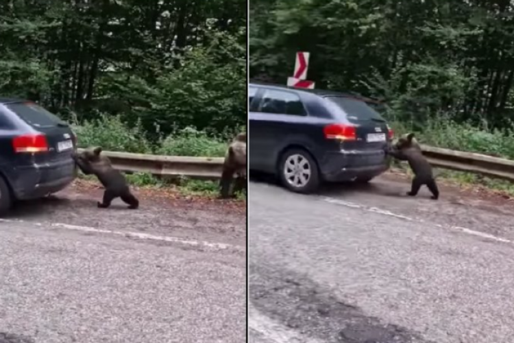 VIDEO - Un ursuleț „l-a ajutat” pe un șofer să pornească mașina: „Așa se întâmplă dacă rămâi fără motorină, primești ajutor!”