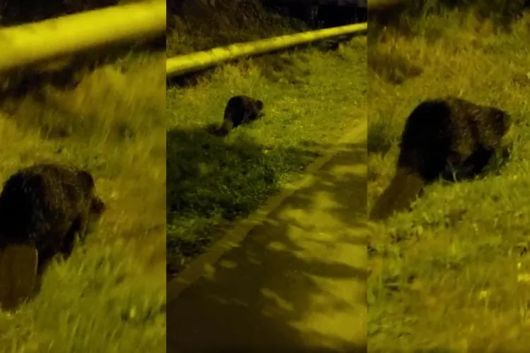 FOTO - Castor uriaș, văzut la plimbare pe lângă podul Răsăritului 