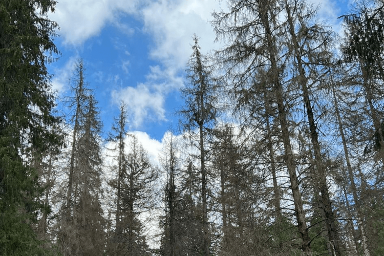 Mii de copaci din Parcul Natural Apuseni, devastați de gândaci. Localnicii dau vina pe autorități 