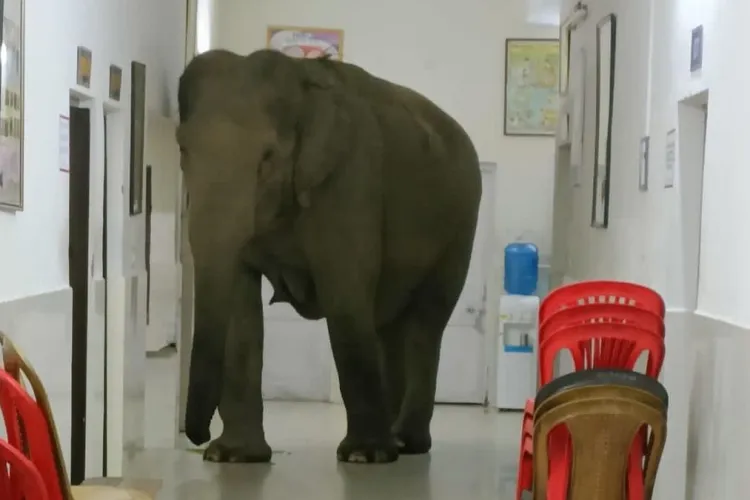VIDEO - Trei elefanți, surprinși în timp se plimbau pe coridorul unui spital: „Domnule doctor, cred că am vedenii”