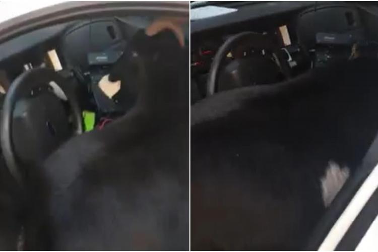 VIDEO - Povestea amuzantă a unui poliţist trimis să împartă niște documente. S-a luptat cu o capră care i-a mâncat câteva dosare