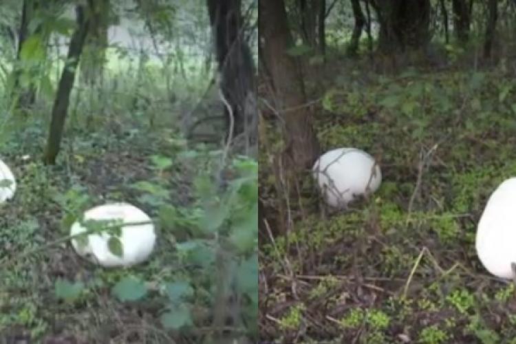 Ciuperci-gigant de 3 kilograme, apărute peste noapte, după o ploaie zdravănă: „Sunt așa mari că ne e frică să le mâncăm”