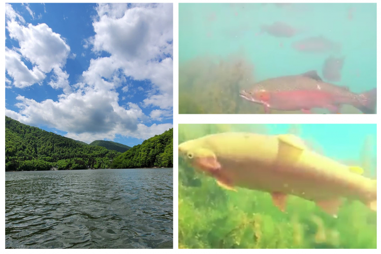 VIDEO. Cum arată, de fapt, „monștrii” din lacul Tarnița. Mai mulți păstrăvi mari, filmați cu un GoPro