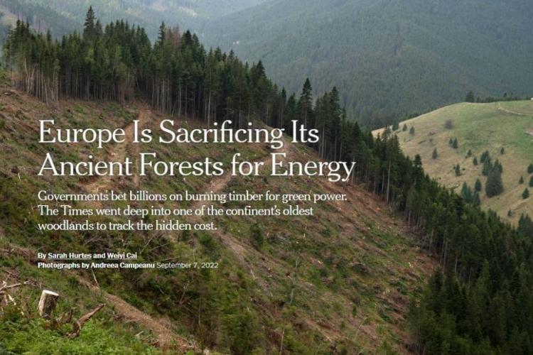 Cum a reacționat Romsilva după reportajul NYT despre defrişările de arbori pentru peleţi: „Sunt copaci doborâţi de vânt”