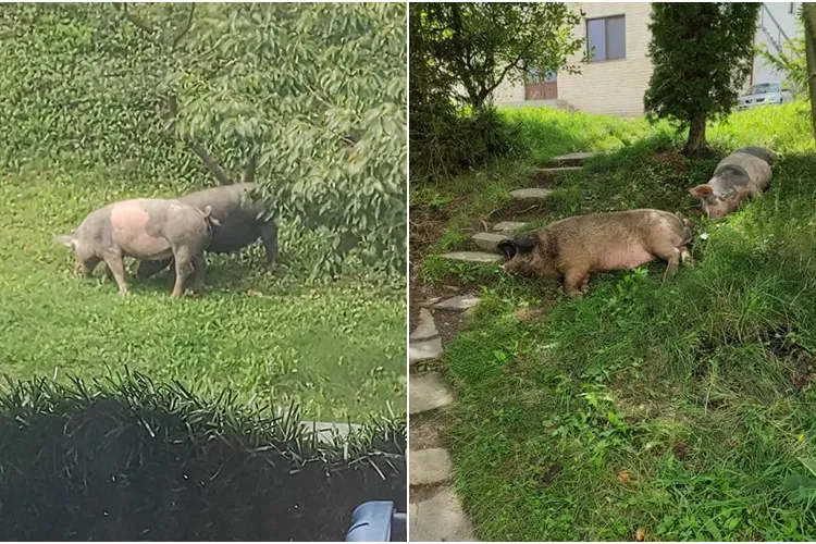 Porci pe un spațiu verde din Florești: ”Vă rog să-i luați altfel îi prind și ascund la congelator” - FOTO